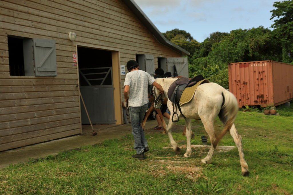 Cheval blanc sellé devant les écuries en bois
