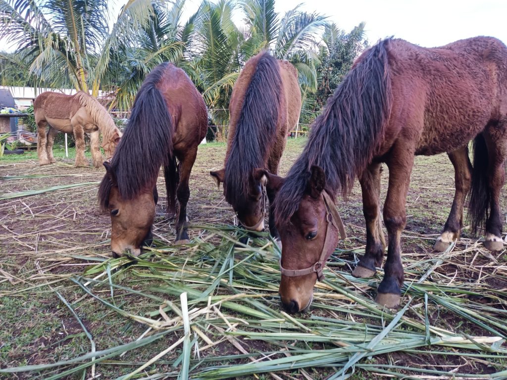 Chevaux partageant des feuilles de canne sous les palmiers