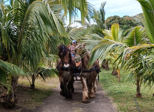 Calèche tirée par deux chevaux de trait sous les palmiers